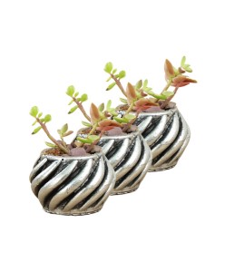 Mini Çiçek Saksı Küçük Sukulent Gümüş Eskitme Kaktüs Saksısı 3'lü Set Kalın Çizgili Spiral Model